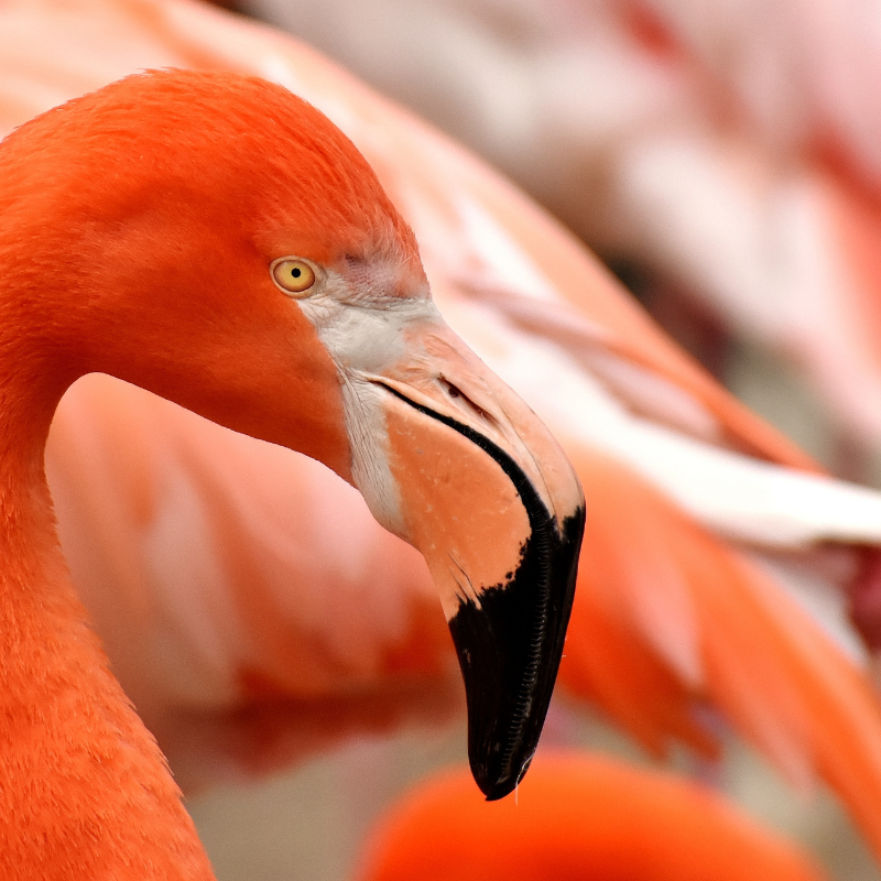 flamingo astaxanthine rode kleur